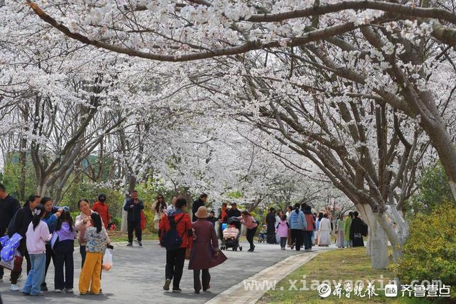青岛西海岸樱花节启幕，农文旅融合开启春日新篇