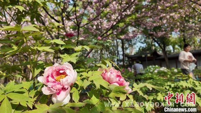 春日限定！武汉东湖牡丹园惊艳绽放，武汉东湖牡丹园盛花期，珍稀品种惊艳亮相