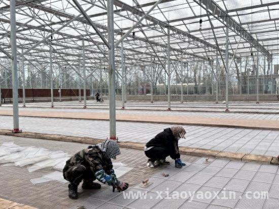 黑龙江春耕：科技之花在黑土地绚丽绽放