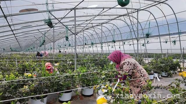 沪滇携手种蓝莓，乡村振兴硕果累累 上海帮扶显成效，云南东川蓝莓产业大发展
