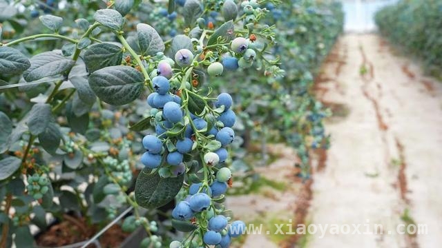 沪滇携手种蓝莓，乡村振兴硕果累累 上海帮扶显成效，云南东川蓝莓产业大发展
