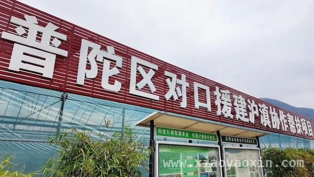 沪滇携手种蓝莓，乡村振兴硕果累累 上海帮扶显成效，云南东川蓝莓产业大发展
