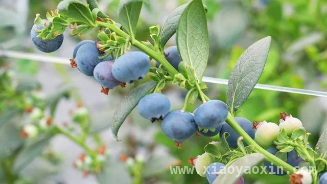 沪滇携手种蓝莓，乡村振兴硕果累累 上海帮扶显成效，云南东川蓝莓产业大发展