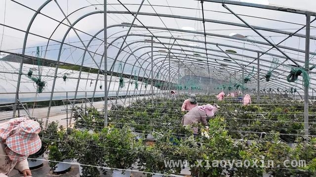 沪滇携手种蓝莓，乡村振兴硕果累累 上海帮扶显成效，云南东川蓝莓产业大发展
