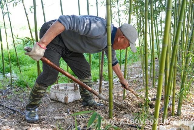 柘林春笋盛宴，开启春日美食之旅 柘林春笋：一口咬下整个春天