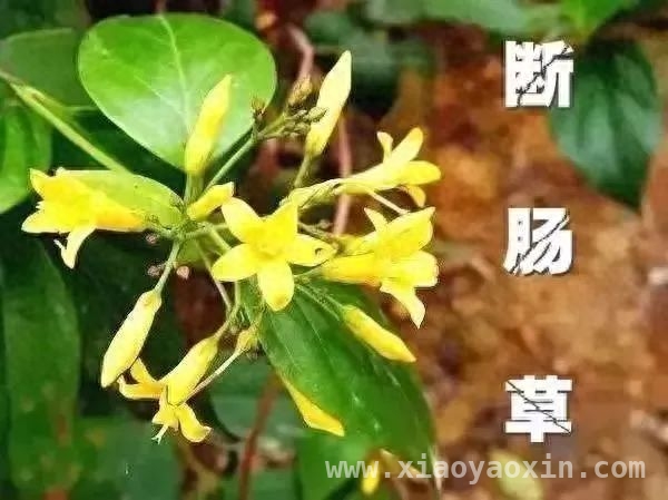 断肠草频繁“伤人”，如何辨别与急救？，误食断肠草，多家陷入中毒危机！