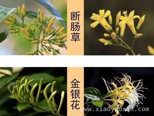 断肠草频繁“伤人”，如何辨别与急救？，误食断肠草，多家陷入中毒危机！