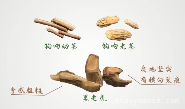 断肠草频繁“伤人”，如何辨别与急救？，误食断肠草，多家陷入中毒危机！