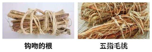 断肠草频繁“伤人”，如何辨别与急救？，误食断肠草，多家陷入中毒危机！