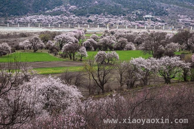 赏花、文体活动激活清明旅游新活力
