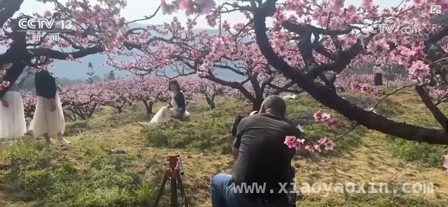 清明赏花游火热，文旅消费掀高潮，清明赏花热，激活多地旅游经济
