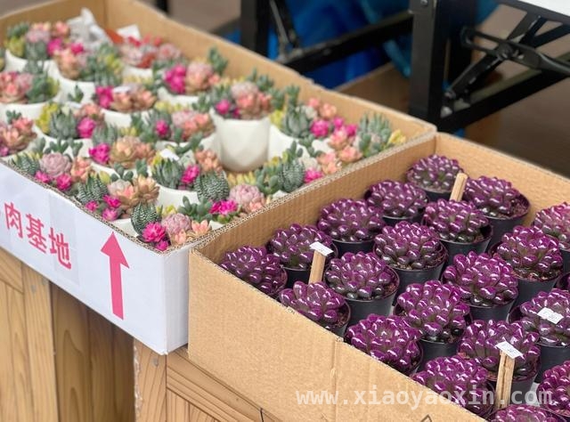4月必去！虹口滨港商业中心今潮8弄的奇妙“花花世界”